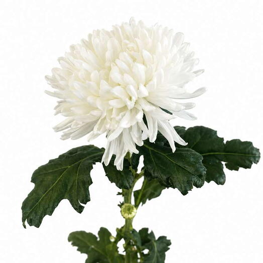 Chrysanthem Antonov