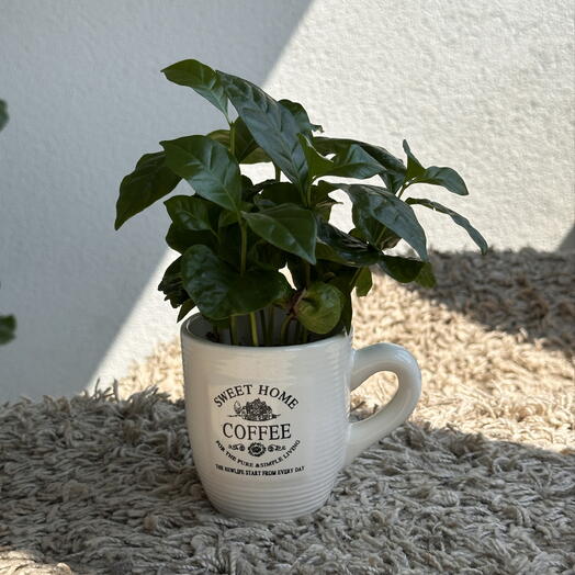 Coffee