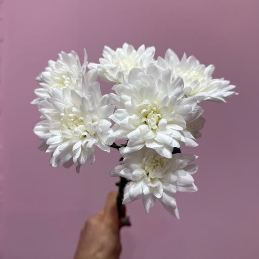 Daisy