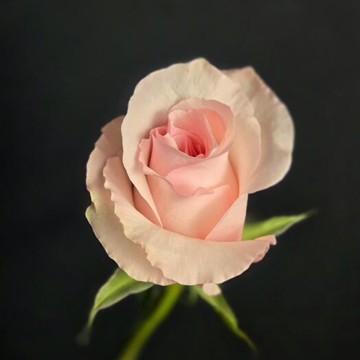 Pink rose / rożowa roża / розовая роза