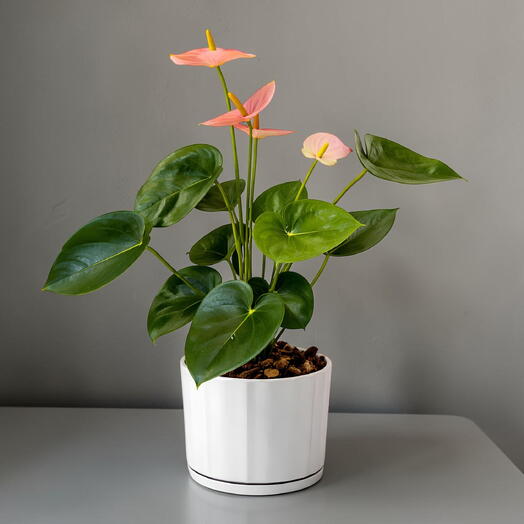 Anthurium Plant