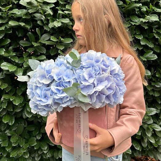 Hydrangea
