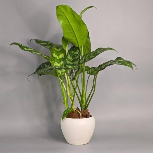 Aglaonema (Chinese Evergreen)