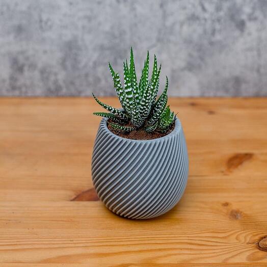 Haworthia fasciata🌱