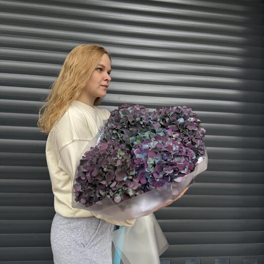 Hydrangea