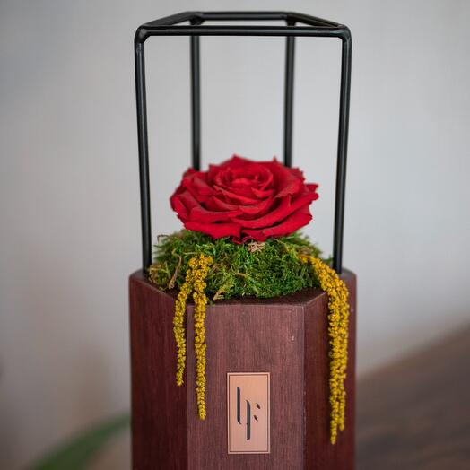 Red Infinity Rose