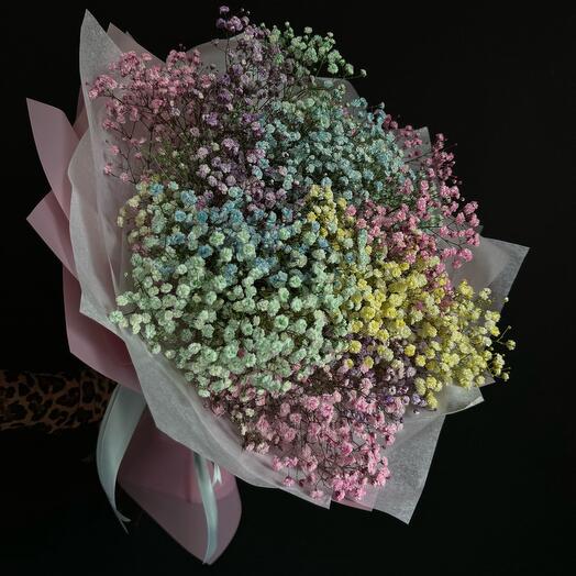 Gypsophila Rainbow