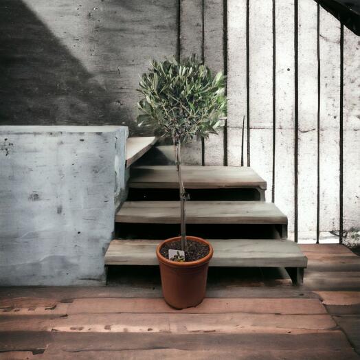 Olive tree