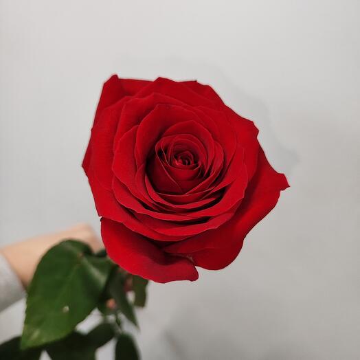 Rosa Explorer