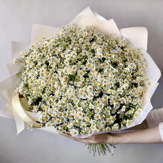 Camomile