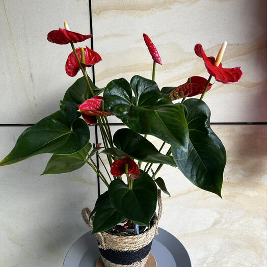 Anturio rojo