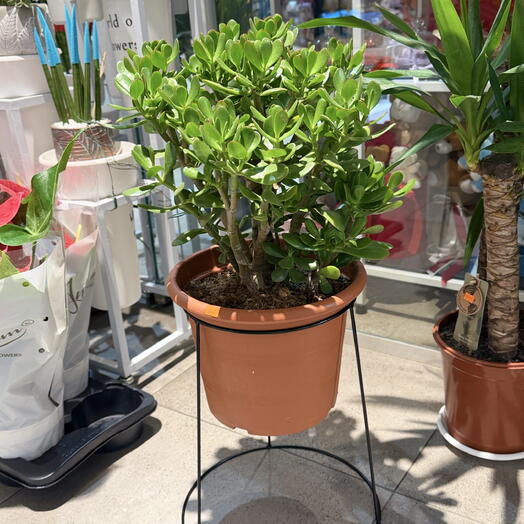 Jadepflanze (Crassula ovata) im Halter