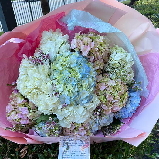Hydrangeas