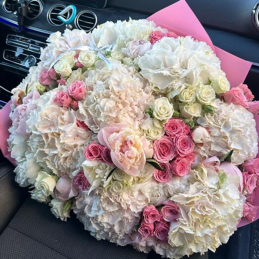 Premium hydrangea