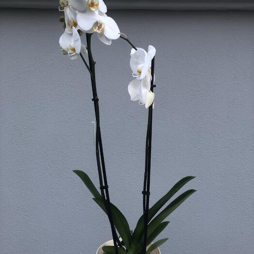 White orchid