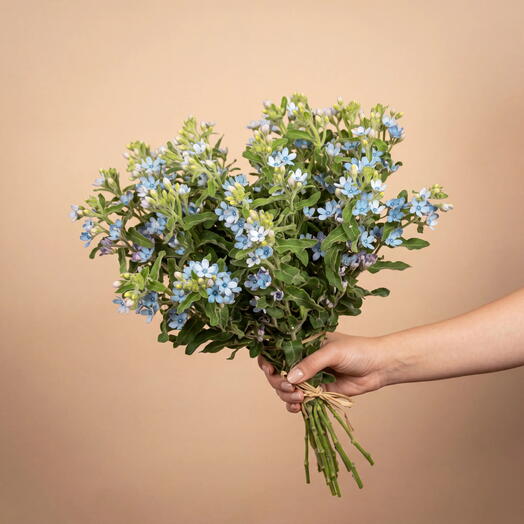 Oxypetalum bouquet - 10 pcs