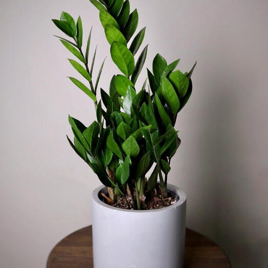 Zamioculcas 🦚