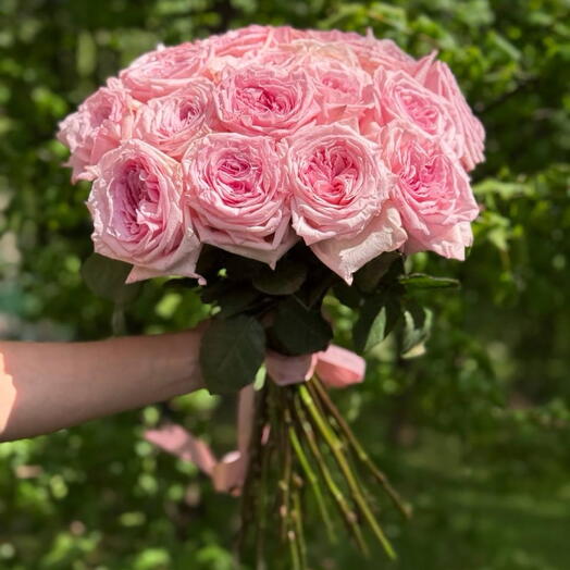Pink O Hara Liebe 25