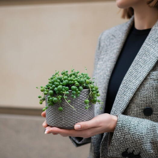 String of Pearls