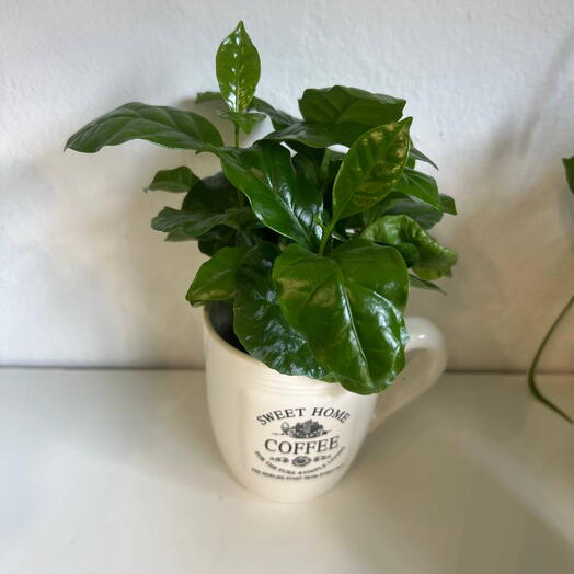 Cafferino