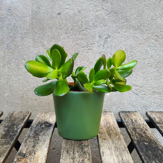 Crassula - money tree