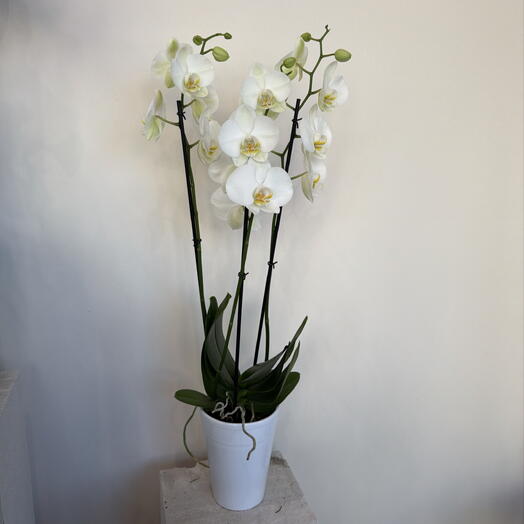 Orquídea blanca
