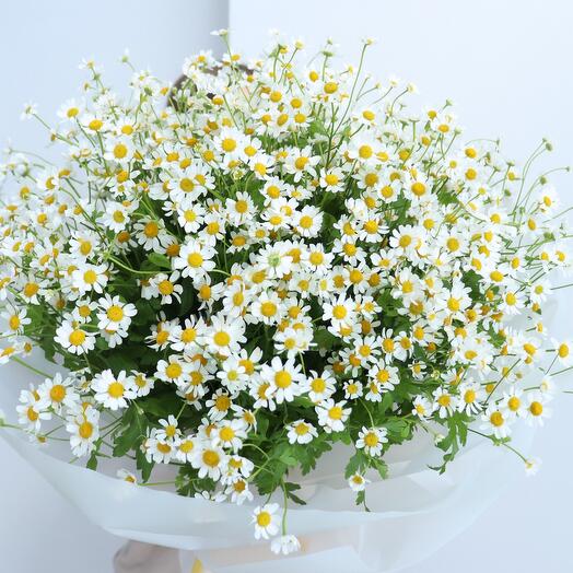Chamomile