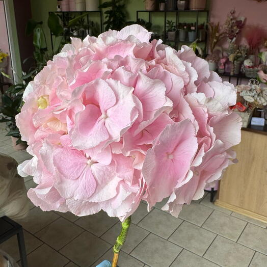 Pink hydrangea