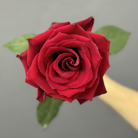 Rosa Vermelho