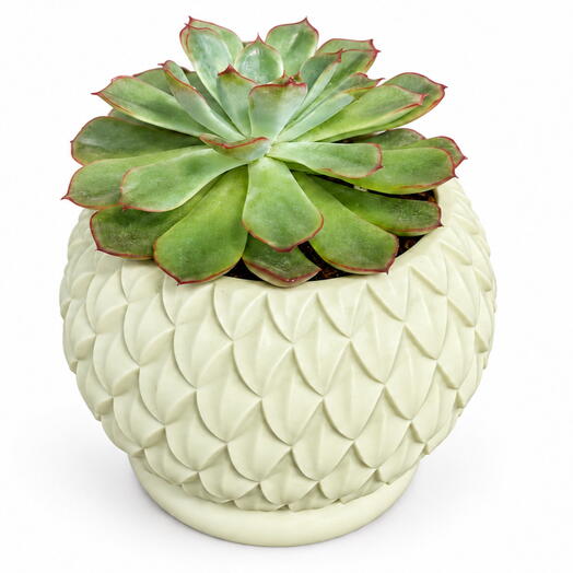 Succulent 003