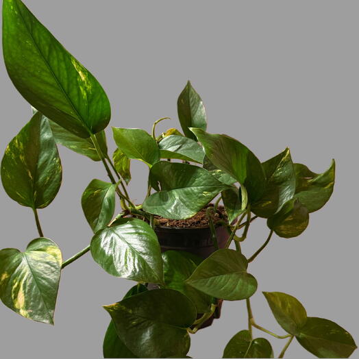 Epipremnum