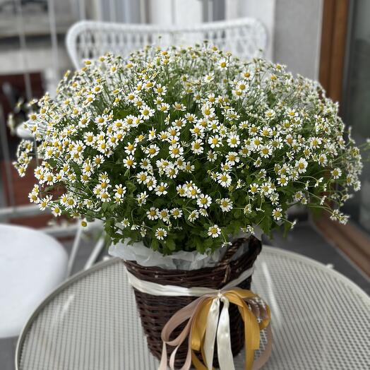 Basket of chamomile