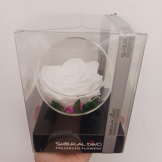 Stabilized white rose