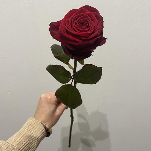 Red rose