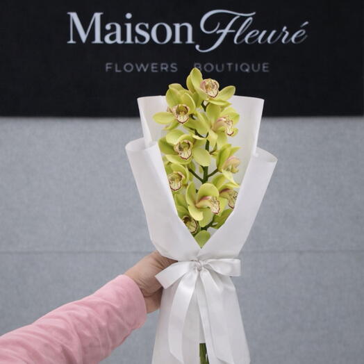 Orchid - Cymbidium green-yellow