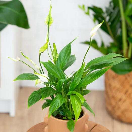 Spathiphyllum малий