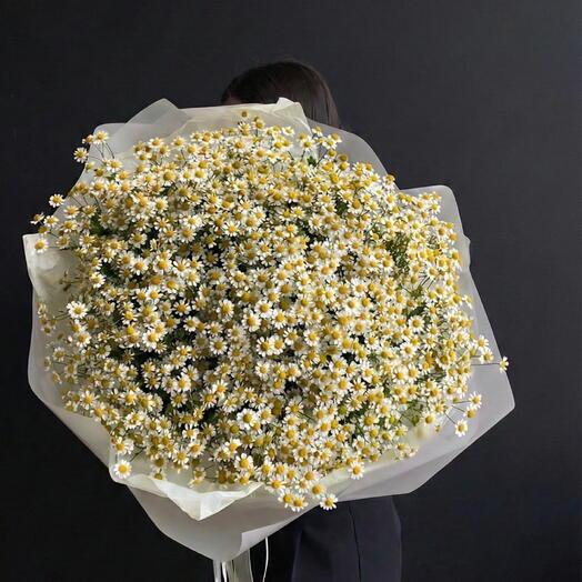 🌼 Giant Summer Cloud: 50 / 51 Chamomile (Matricaria) Stems