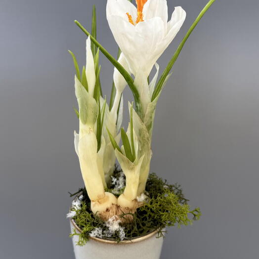Crocuses in a pot