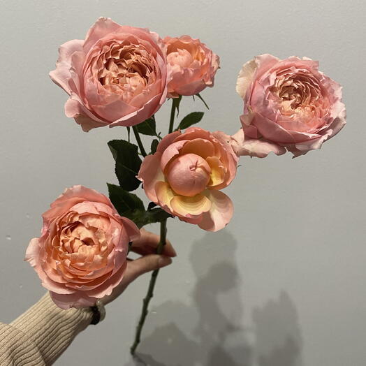 Shrub rose