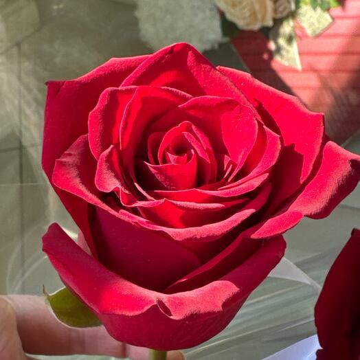Rose Ecuador 70cm