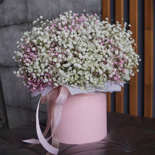 Gypsophila