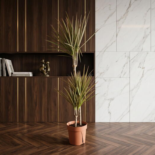 Dracena