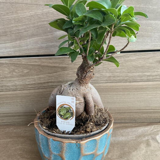 Fikus m ginseng