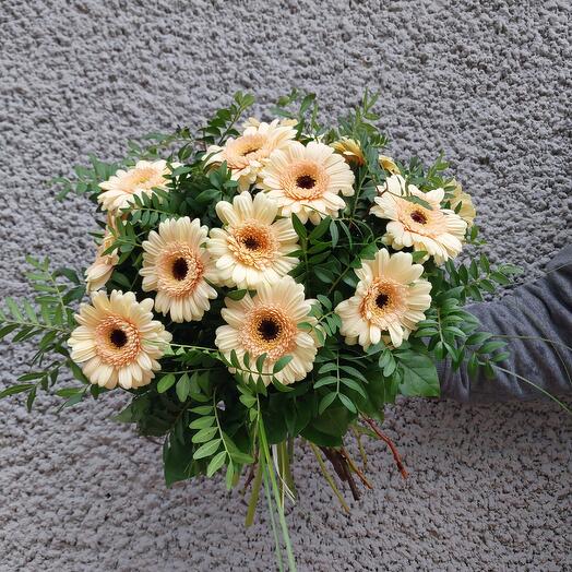 15 beige Gerbera