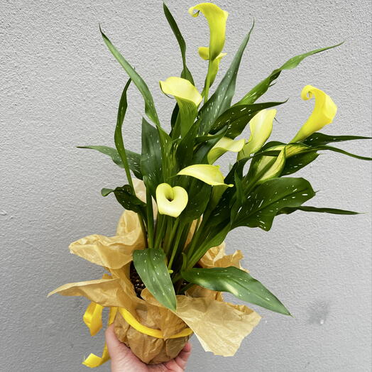 Calla Lily