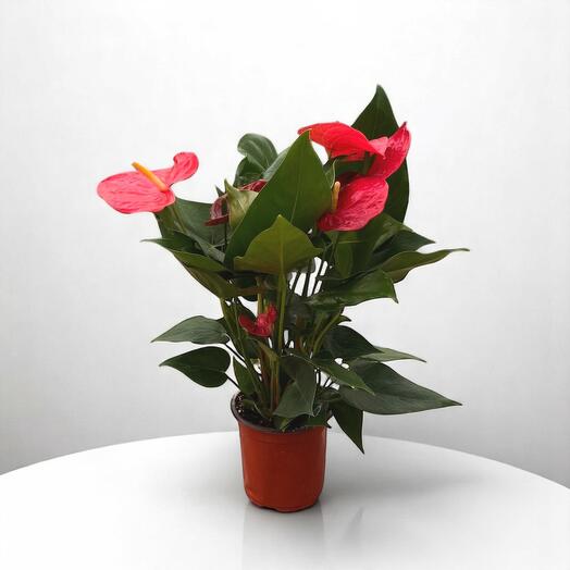 Anthurium