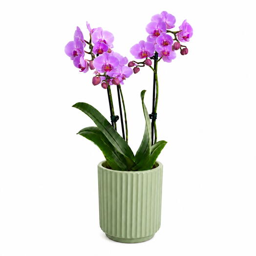 Elegant Pink Phalaenopsis Orchid in Ceramic Pot