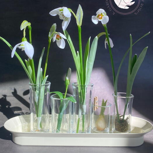 Snowdrop s composition (with vases)