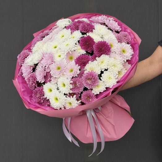 Chysanthemum