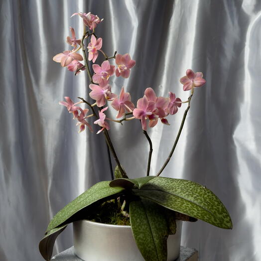 Aromatische Orchidee für den Innenbereich